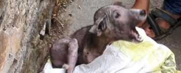 cagnolino spaventato urlo