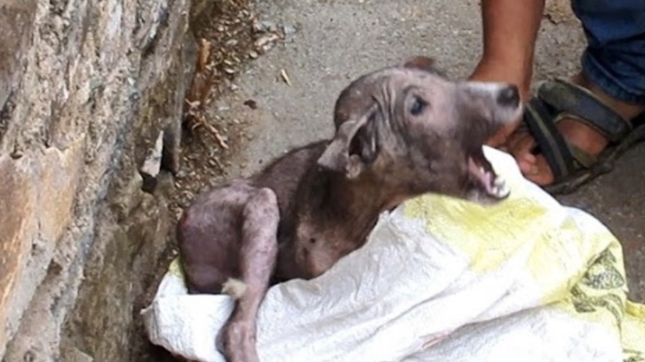 cagnolino spaventato urlo