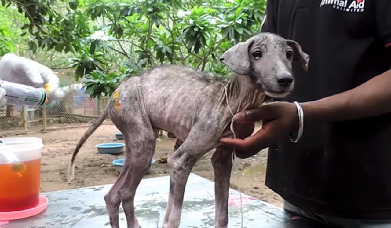 cagnolino spaventato nuova vita