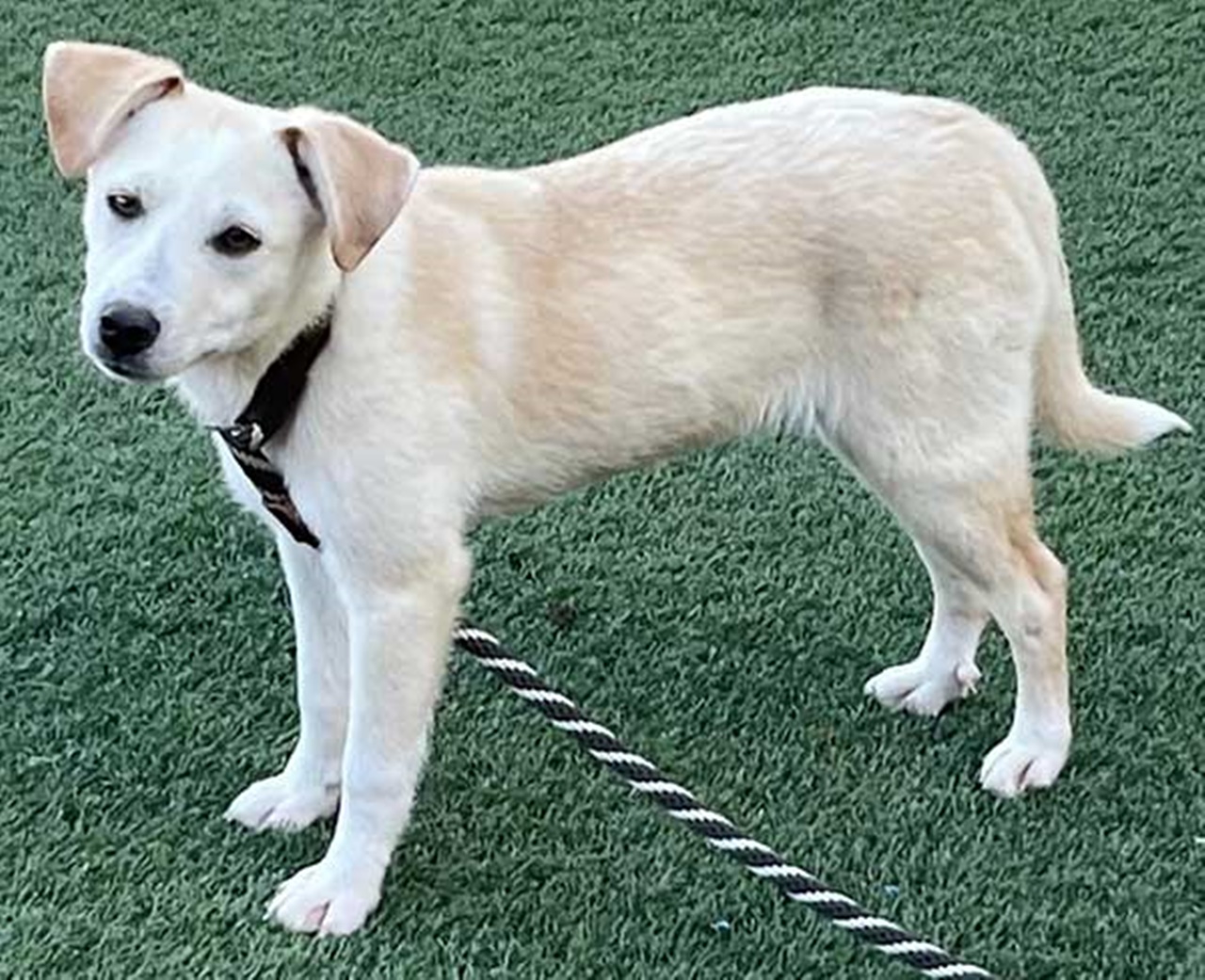 cagnolino spaventato corda