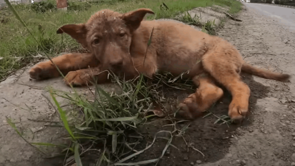 Cane viene abbandonato sul ciglio della strada