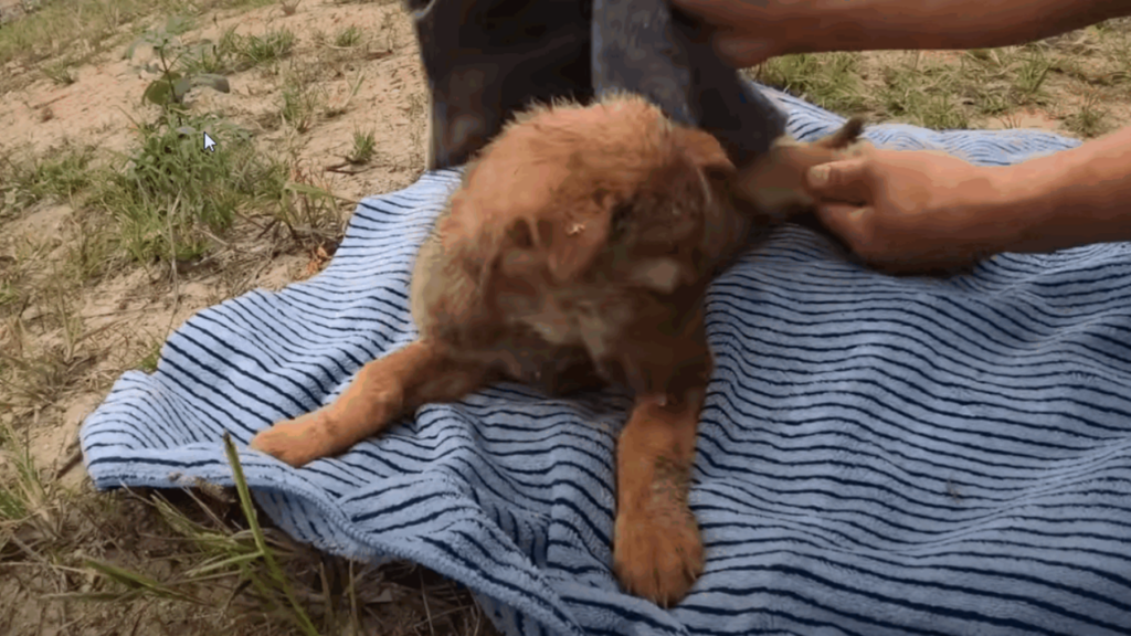 Solo una donna decise di aiutare il povero cane moribondo