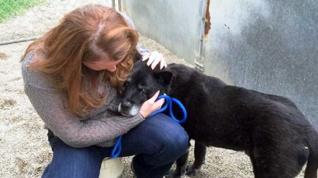 Cane anziano non smette di piangere