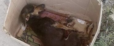 cane abbandonato scatola