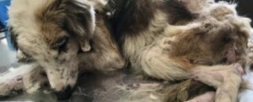 cane abbandonato condizioni