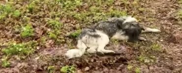 cane abbandonato bosco