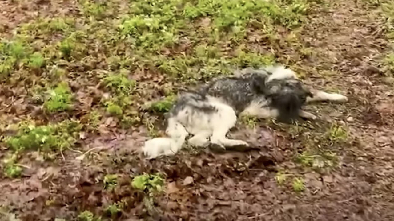 cane abbandonato bosco