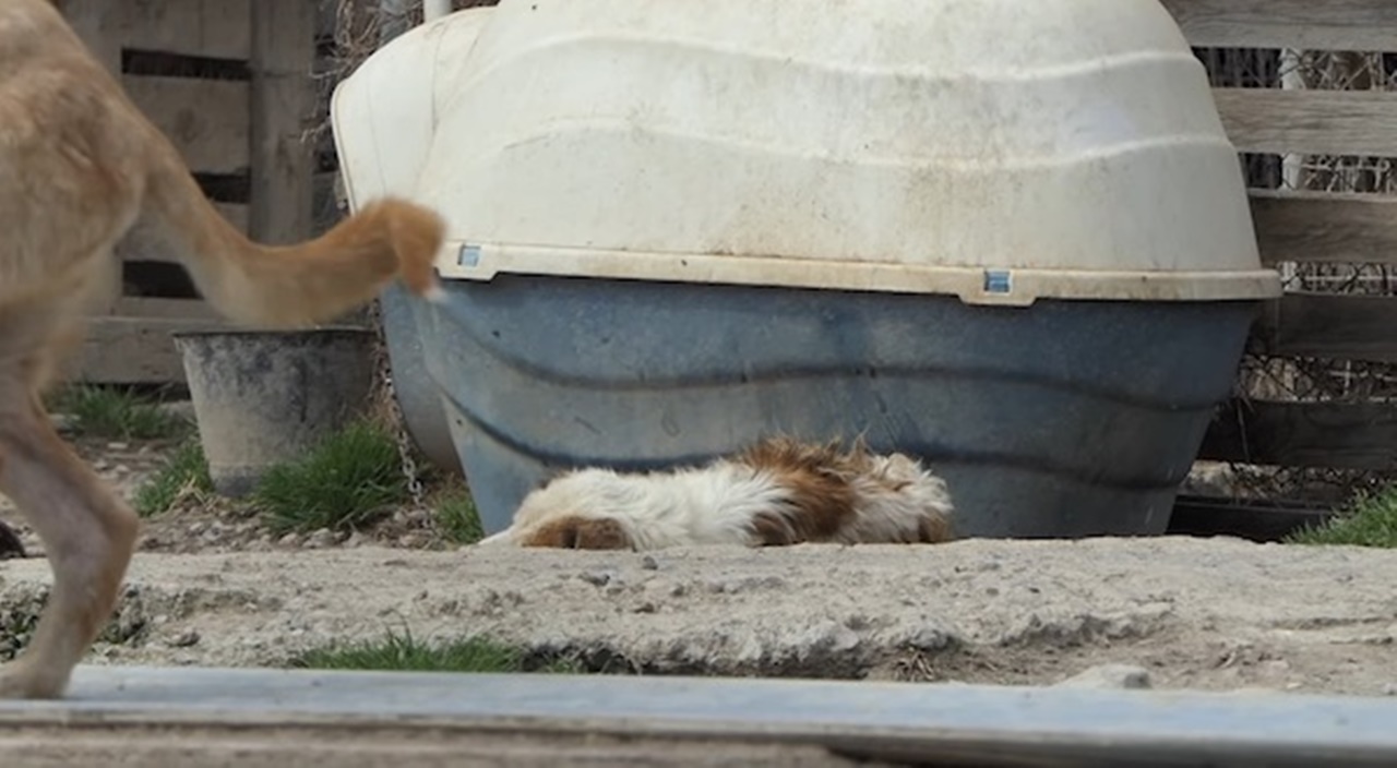 cane abbandonato strada