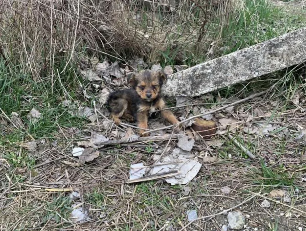 cane abbandonato campo