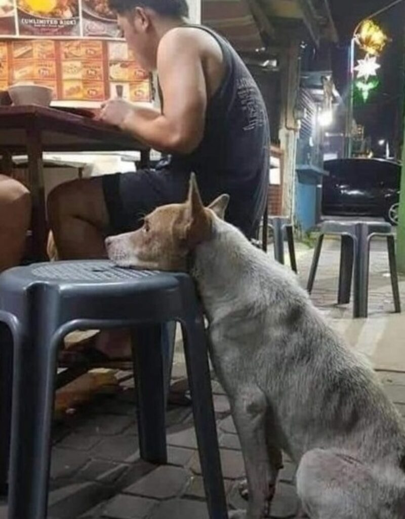 cane affamato in un ristorante