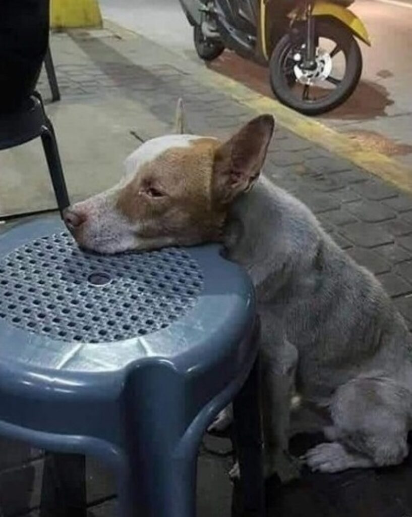 cane affamato in un ristorante