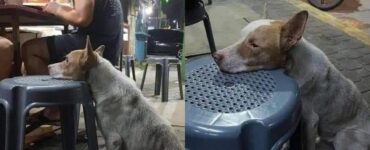 cane affamato in un ristorante