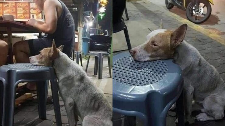 cane affamato in un ristorante