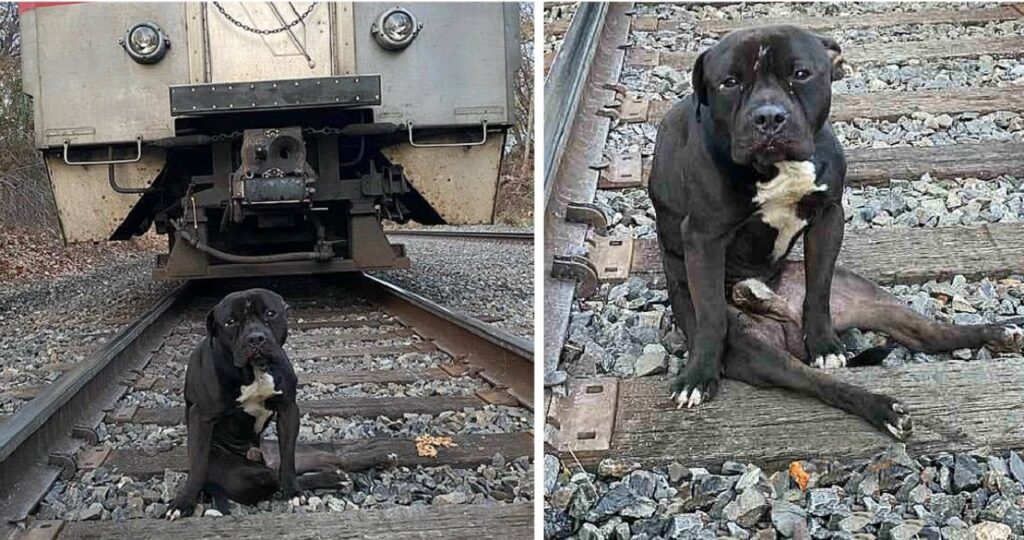 Cane si siede sui binari del treno