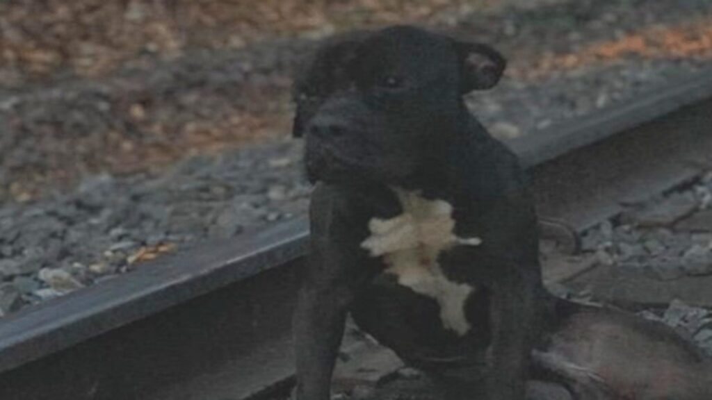 Cane si siede sui binari del treno