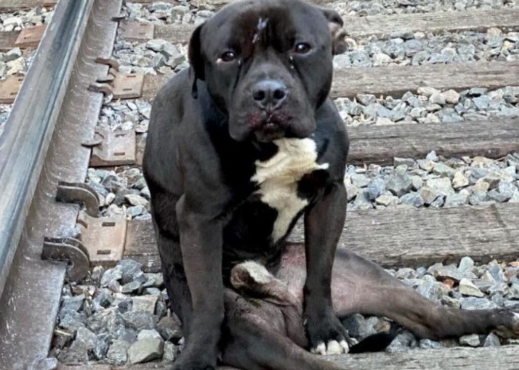 Cane si siede sui binari del treno