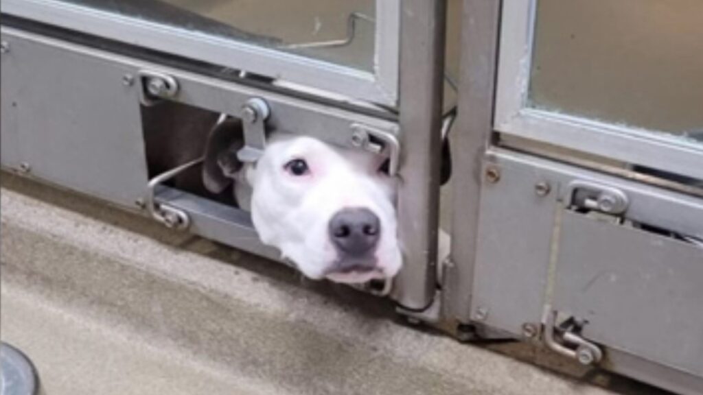 Cane aspetta in un canile di essere adottato