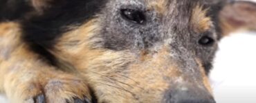 cane con occhi pieni di dolore sguardo