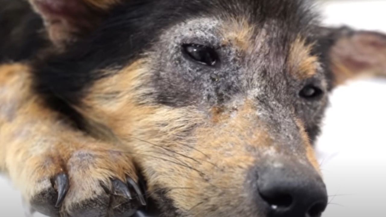 cane con occhi pieni di dolore sguardo