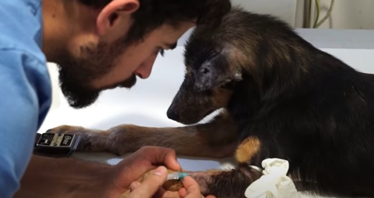 cane con occhi pieni di dolore amico