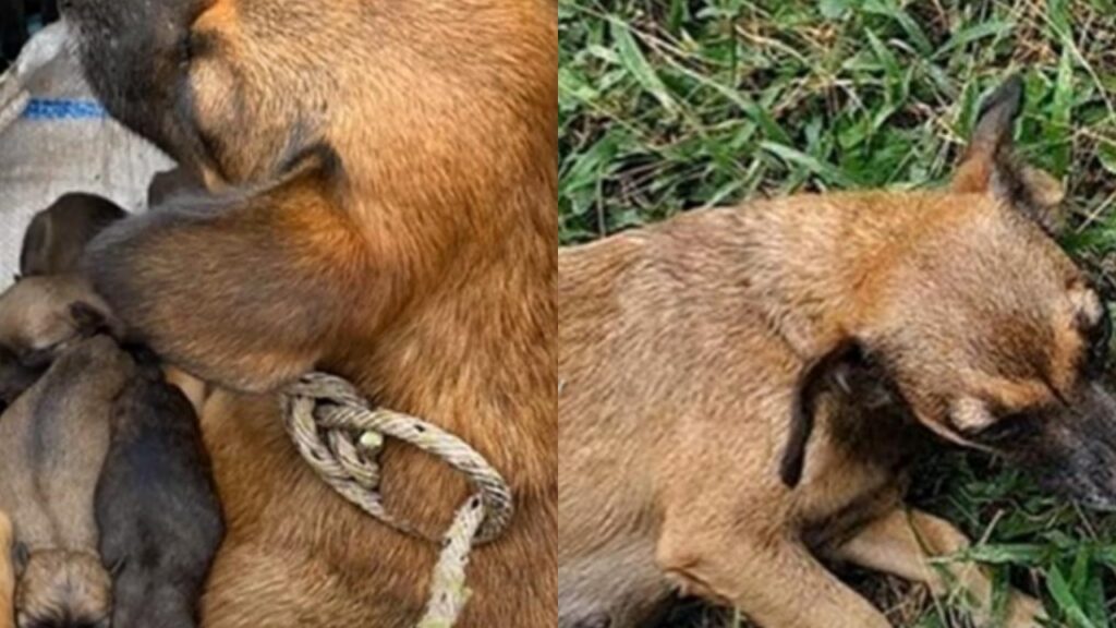 Mamma cane salvata con i suoi cuccioli