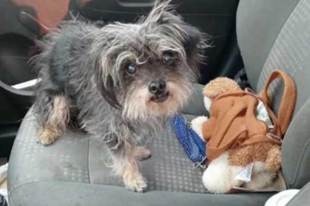 Cane ritrovato nel deserto