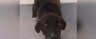 cane disperato muso