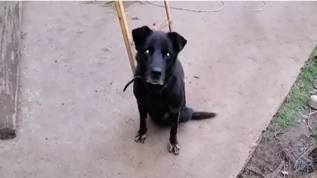 Cane viene curato da una donna