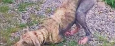cane esausto terra