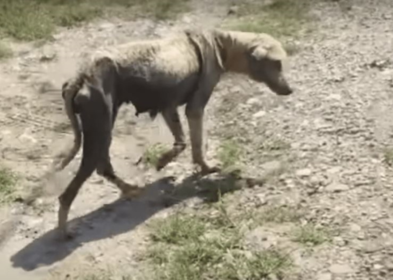 cane esausto terreno