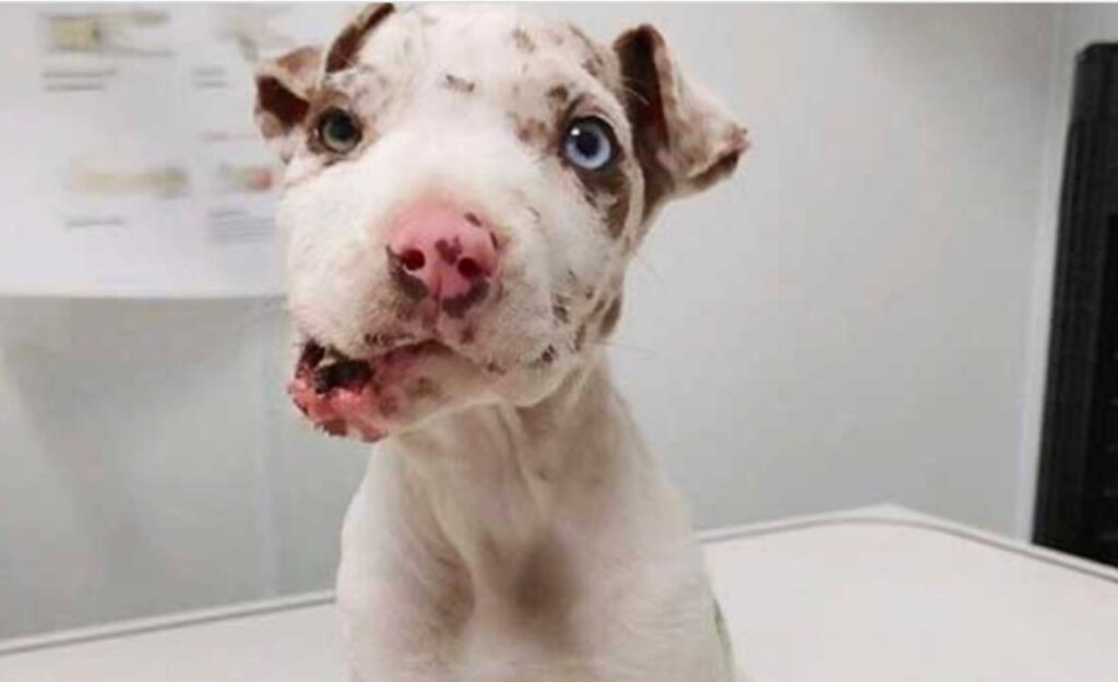 Cane con la faccia deformata