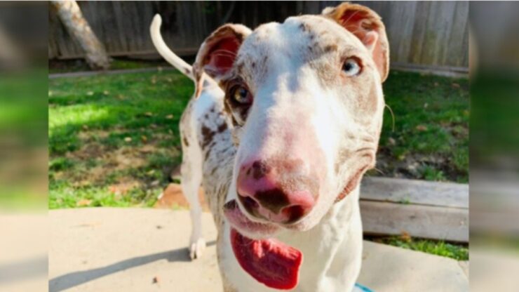 Cane con la faccia deformata