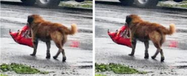 cane forzuto sacco