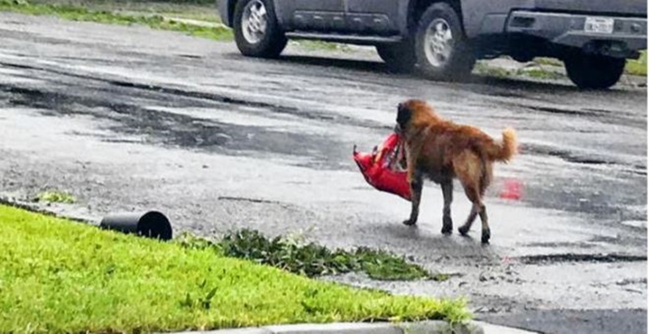 cane forzuto strada