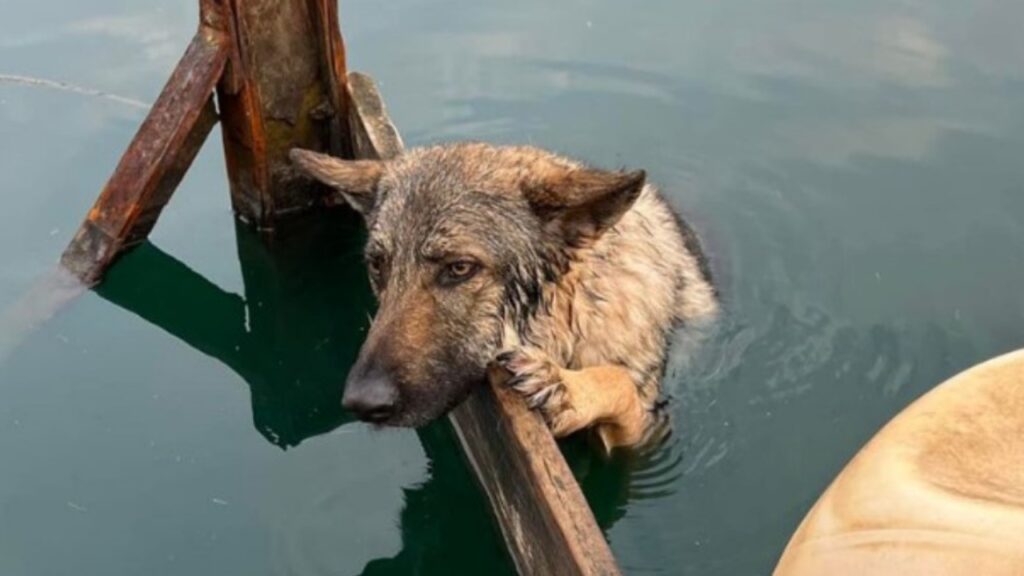 Cane abbandonato al lago