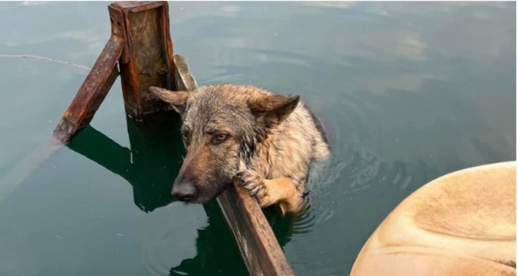 Cane abbandonato al lago