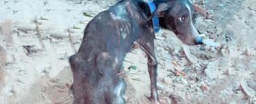cane magrissimo strada
