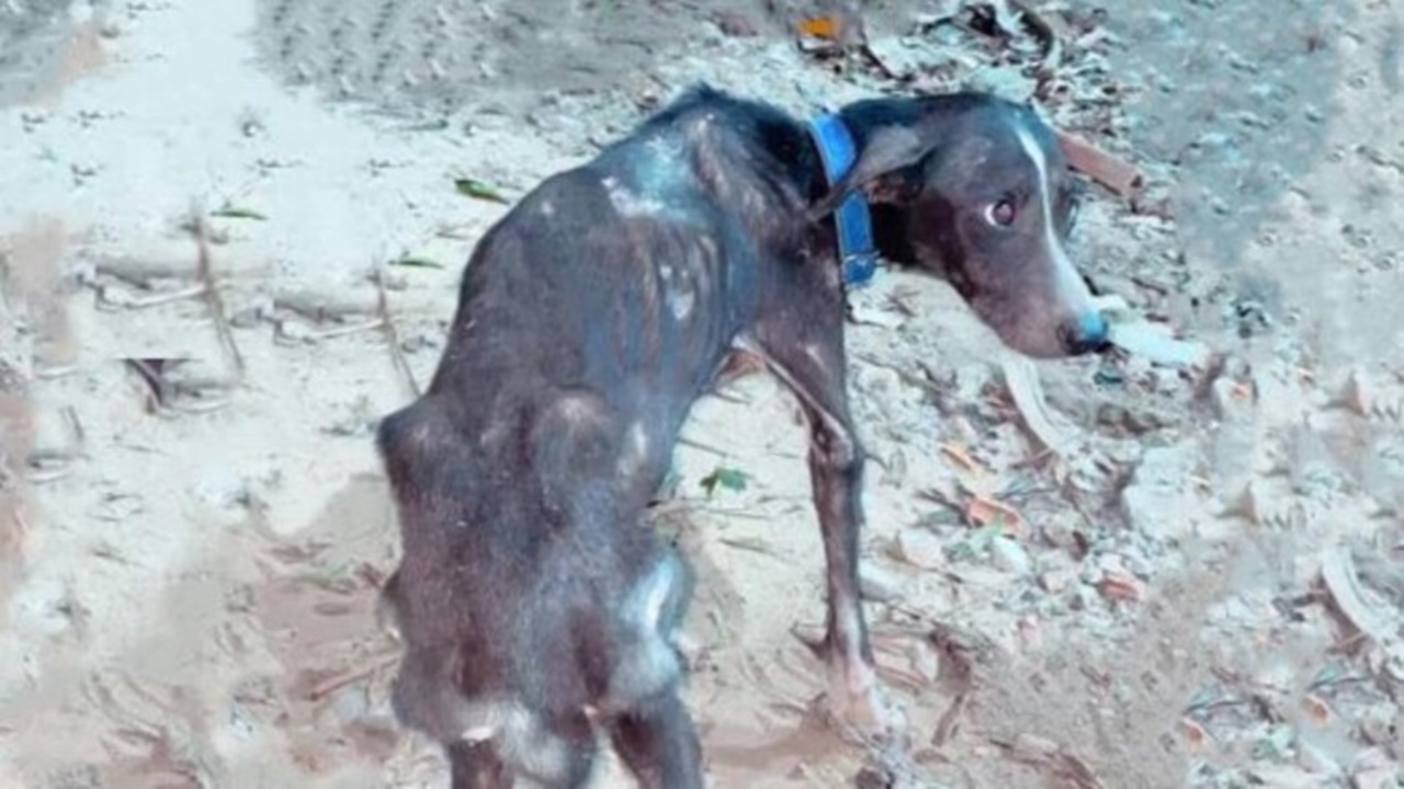 cane magrissimo strada