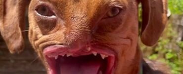 cane morso sorriso