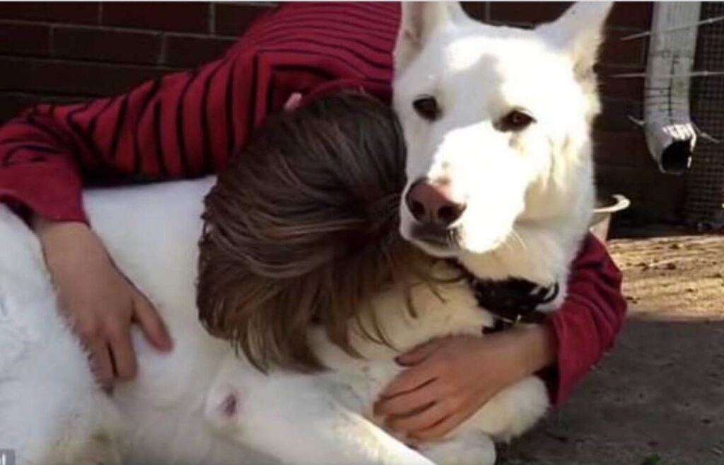 Cane rivede il suo padrone