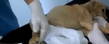 cane paralizzato che viene curato