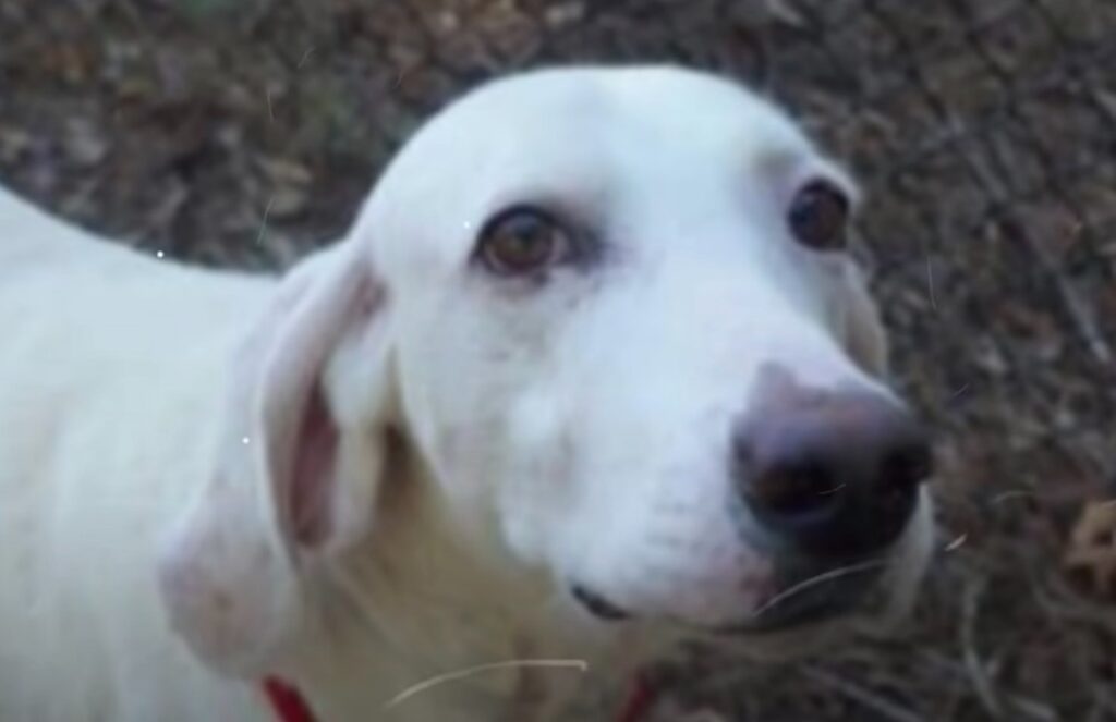 Cane ritorna per 11 volte al rifugio