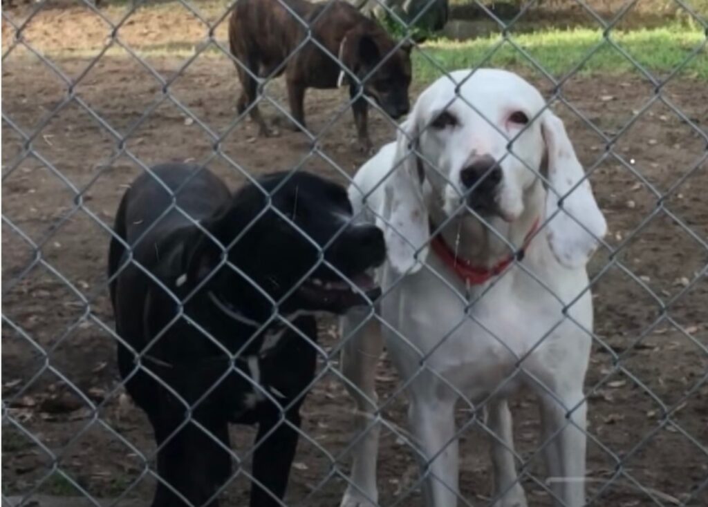 Cane ritorna per 11 volte al rifugio