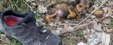Cane abbandonato in una scarpa