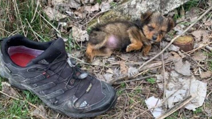 Cane abbandonato in una scarpa