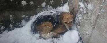 cane sopravvive neve