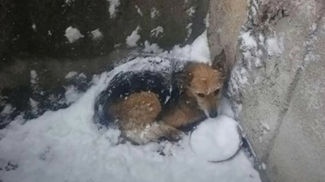 cane sopravvive neve
