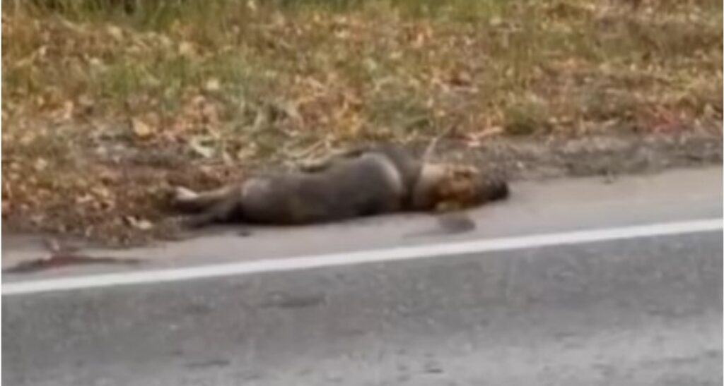 Cane abbandonato per strada