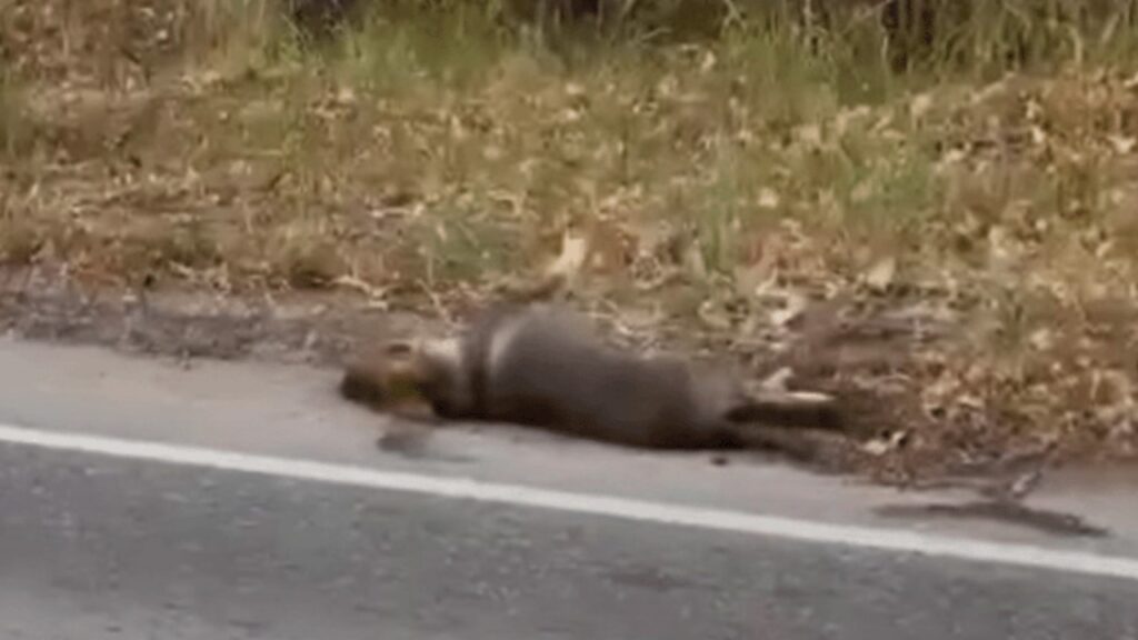 Cane abbandonato per strada