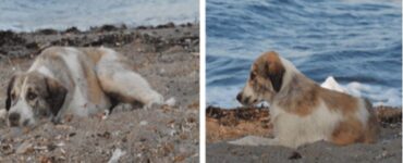 cane sulla spiaggia riposo